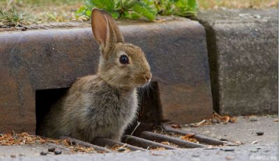 小動物